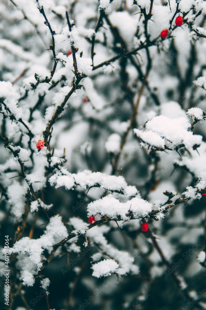 Schneebedeckter Busch mit Beeren Schneebedeckter Busch mit Beeren