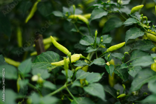 Wallpaper Mural Vegetable chili that is fruiting on a tree. The concept of organic chili gardens Torontodigital.ca