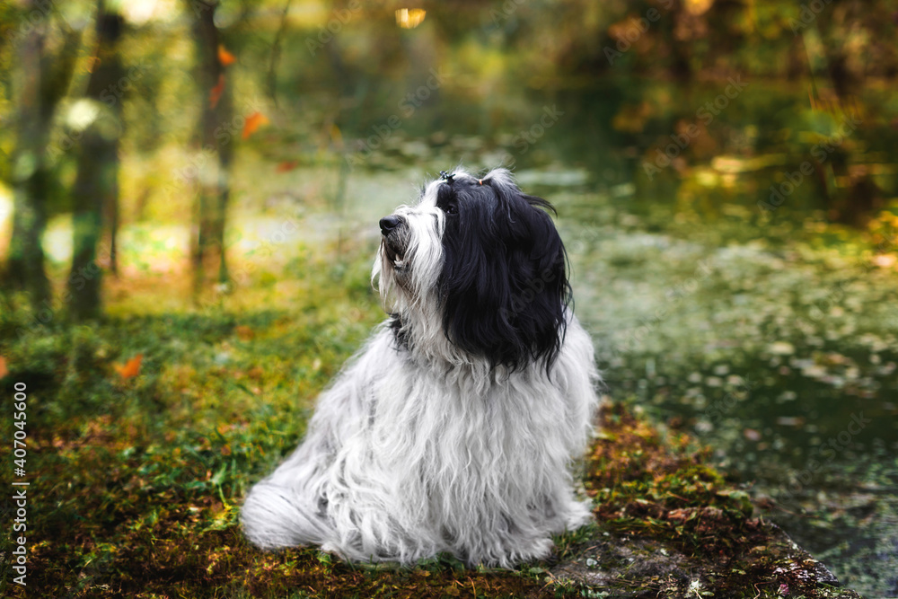 Tibetan terrier dog by the mountain lake in autumn. Beautiful landscape at sunrise, dog, autumn leaves and  trees on autumn morning. Selective focus, copy space 