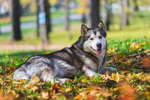 Fotografie Alaskan malamute dog is lying in comfortable autumn grass and leaves
