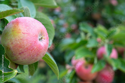 Fresh ripe Red Apples Growing on Branch