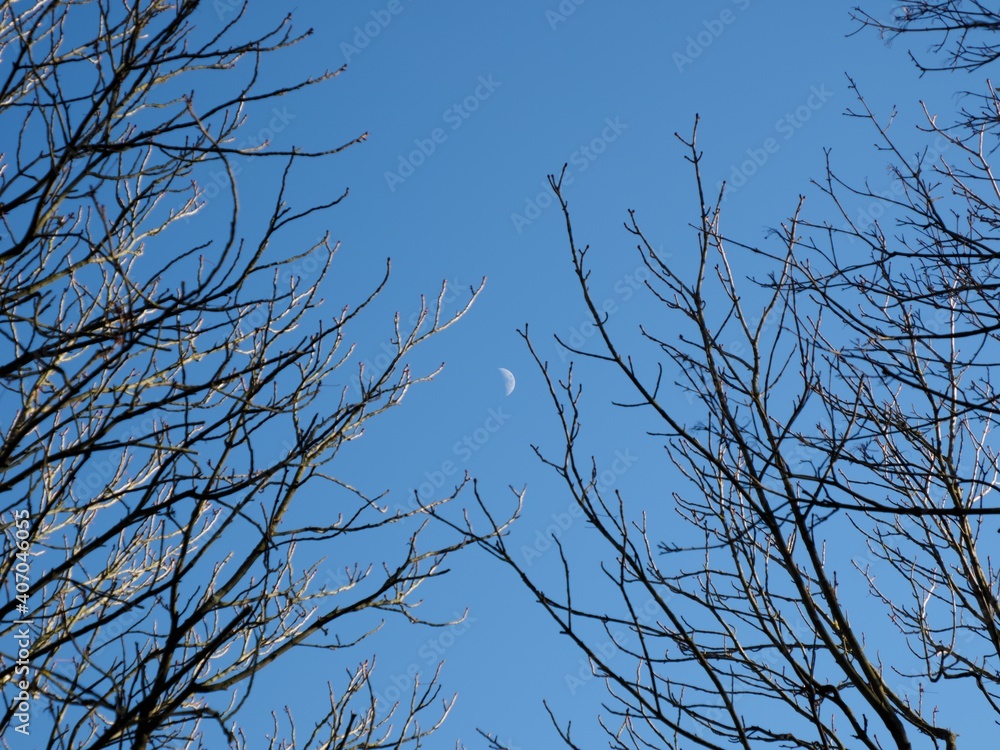 Obraz premium un écrin pour la lune