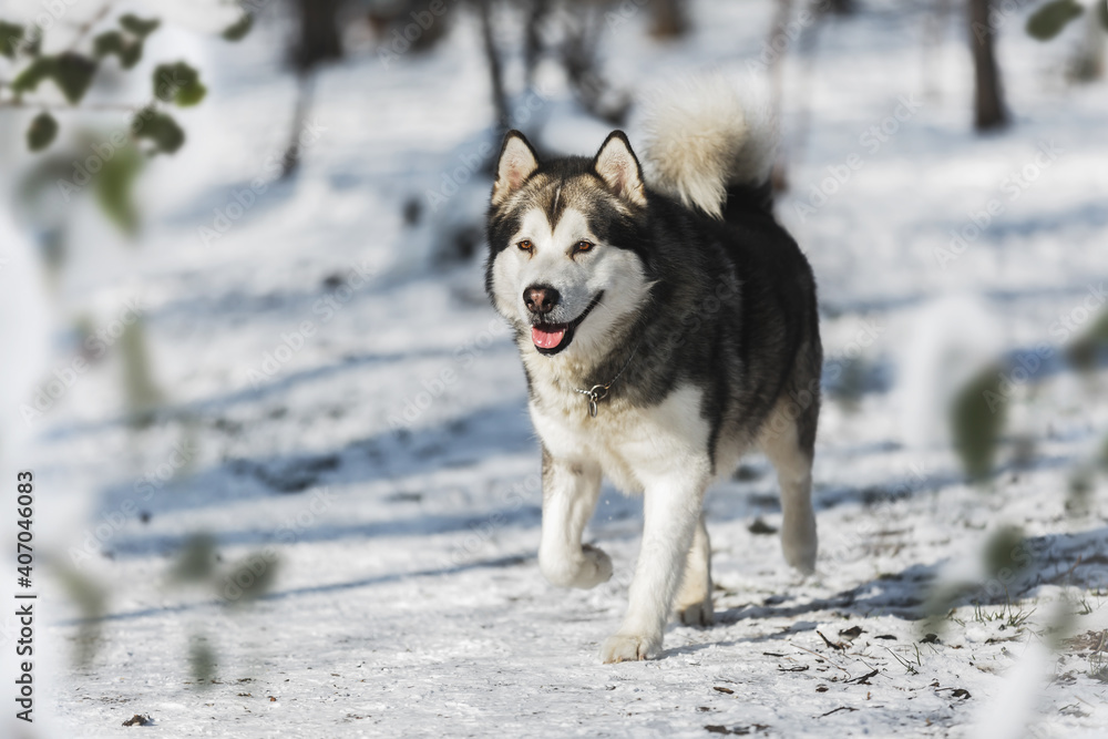 Alaskan malamute dog  running between trees in winter forest. Selective focus, blank space