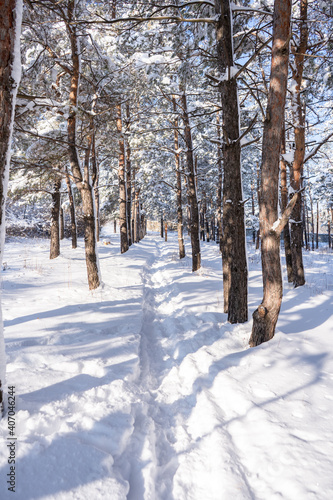 Snowdrifts path in the forest after massive snow storm © Zkolra