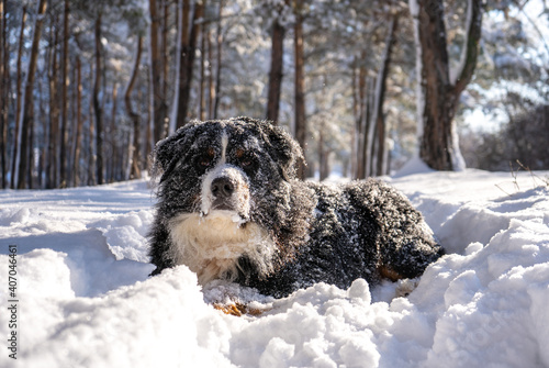 bernese mountain dog covered with snow walking through the big snow drifts. a lot of snow on winter streets © Zkolra