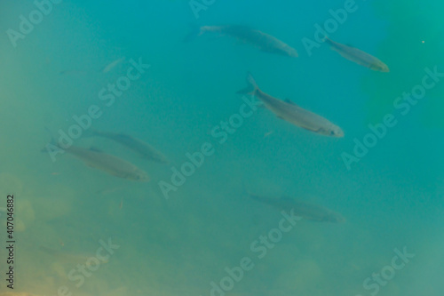 Trout swim in water of a lake