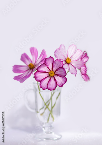 Summer romantic bouquet on a white background. Cosmos flowers in a glass vase.