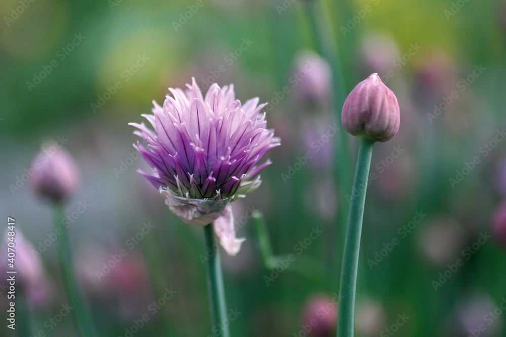Blume45 Blume45