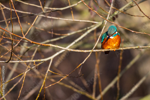 Female common kingfisher, alcedo atthis, perched on winter branches