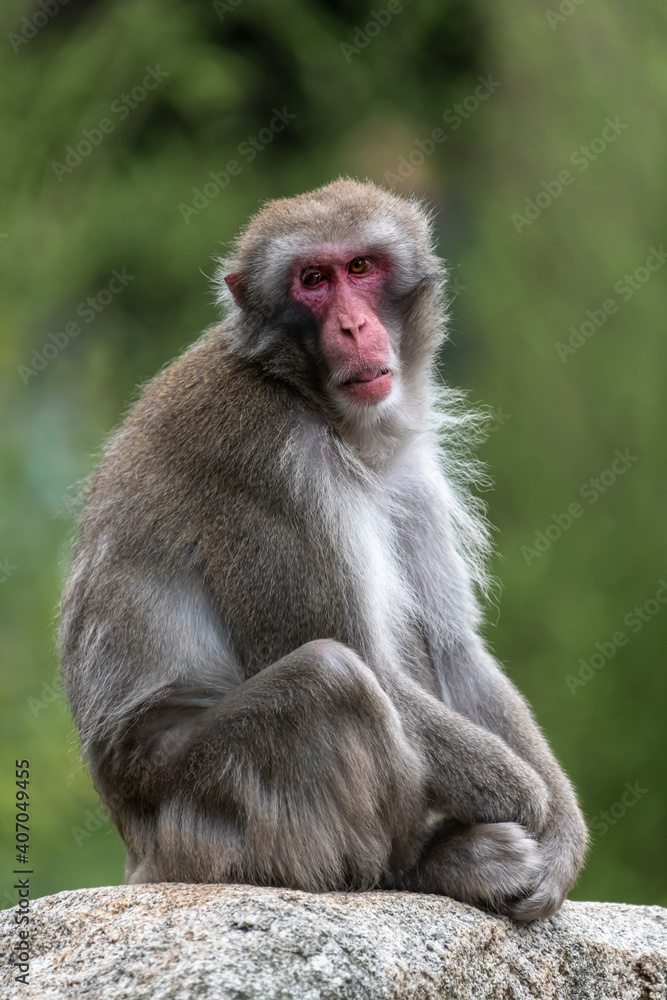 Curious Lapondera Monkey Macaca nemestrina on a rock.