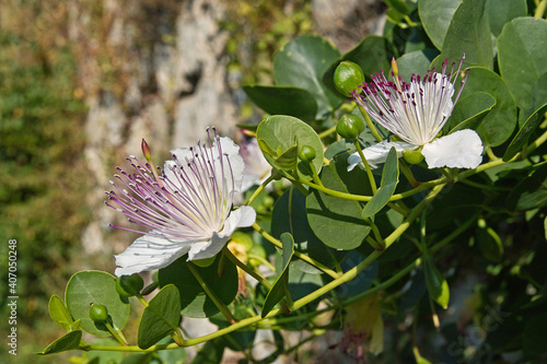 caper bush plant in bloom photo