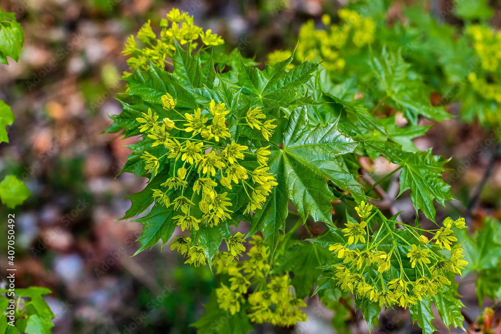 Fototapeta premium Shoots of a young maple.