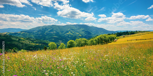 rural landscape with blooming grassy meadow. beautiful nature scenery of carpathian mountains on a sunny day. fluffy clouds on the blue sky