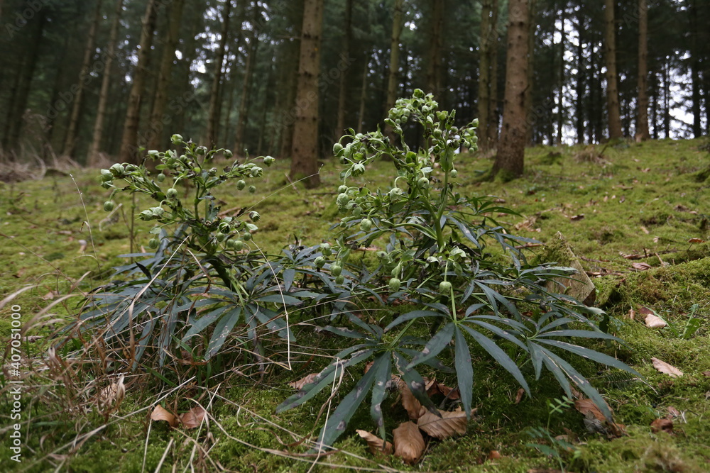 Fototapeta premium Stinkende Nieswurz