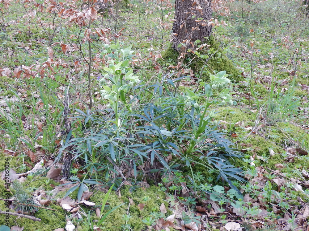 Fototapeta premium Stinkende Nieswurz