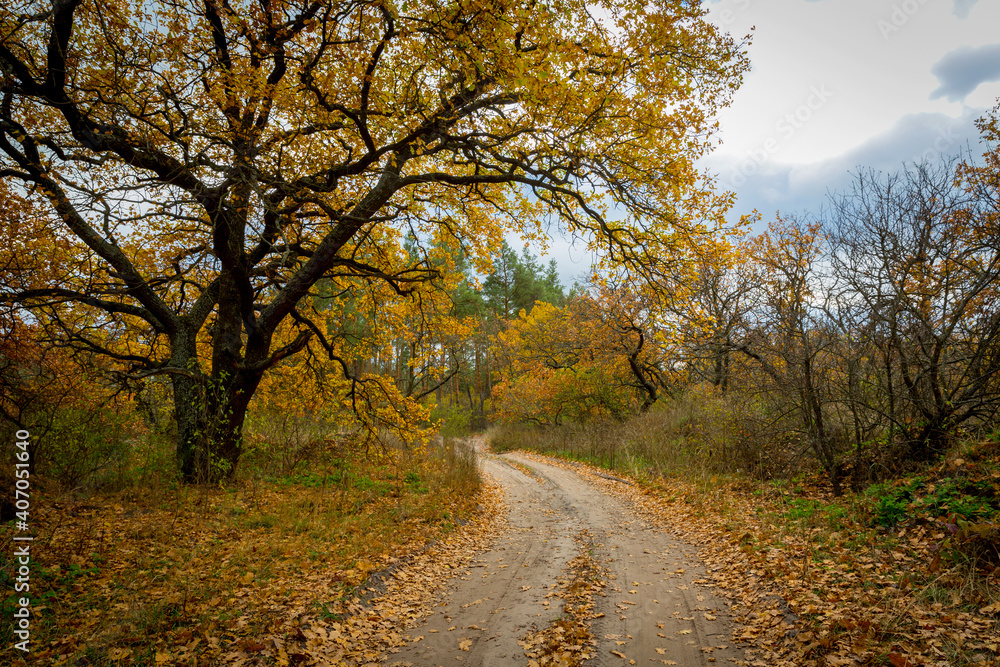 Fototapeta premium autumn road in forest