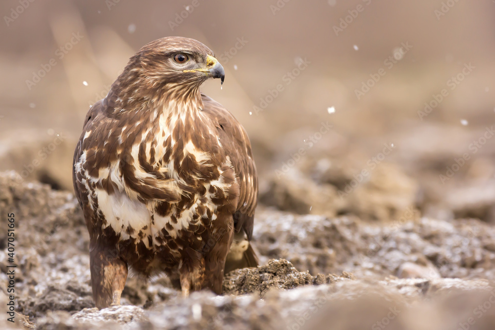 Common buzzard (Buteo buteo) in winter snow, in the fields in natural habitat, buzzards feeding, hawk bird on the ground, predatory birds Common buzzard (Buteo buteo) in winter snow, in the fields in natural habitat, buzzards feeding, hawk bird on the ground, predatory birds