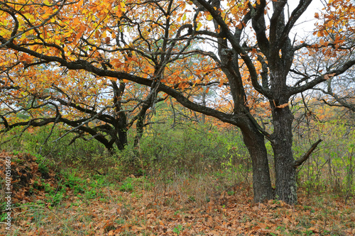 oak trees in autumn time