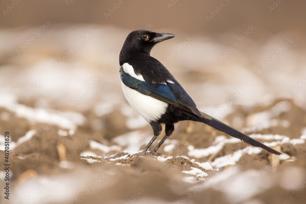 Magpie (Pica pica) or Eurasian magpie or common magpie in the fields on the ground, black white and blue corvid bird intelligent omnivorous crow in Corvidae family Magpie (Pica pica) or Eurasian magpie or common magpie in the fields on the ground, black white and blue corvid bird intelligent omnivorous crow in Corvidae family