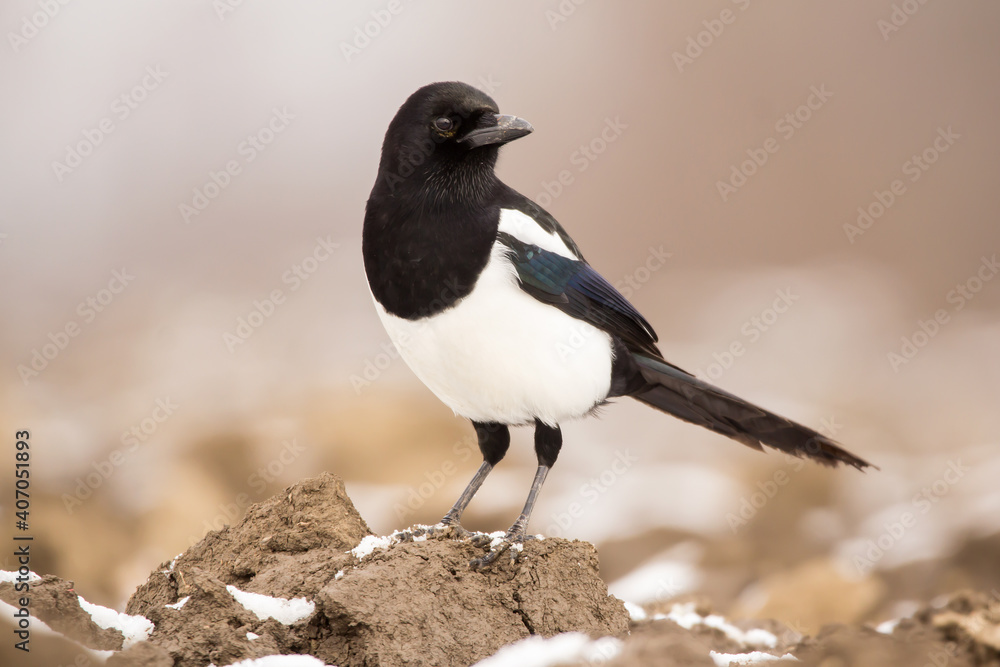 Magpie (Pica pica) or Eurasian magpie or common magpie in the fields on the ground, black white and blue corvid bird intelligent omnivorous crow in Corvidae family Magpie (Pica pica) or Eurasian magpie or common magpie in the fields on the ground, black white and blue corvid bird intelligent omnivorous crow in Corvidae family