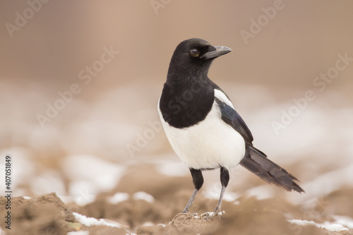 Magpie (Pica pica) or Eurasian magpie or common magpie in the fields on the ground, black white and blue corvid bird intelligent omnivorous crow in Corvidae family