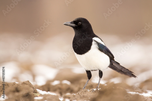 Magpie (Pica pica) or Eurasian magpie or common magpie in the fields on the ground, black white and blue corvid bird intelligent omnivorous crow in Corvidae family