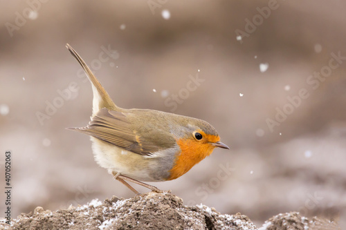 European robin (Erithacus rubecula) or robin redbreast, insectivorous passerine bird, Old World flycatcher with orange breast with grey brown upper-parts, Muscicapidae © Luka