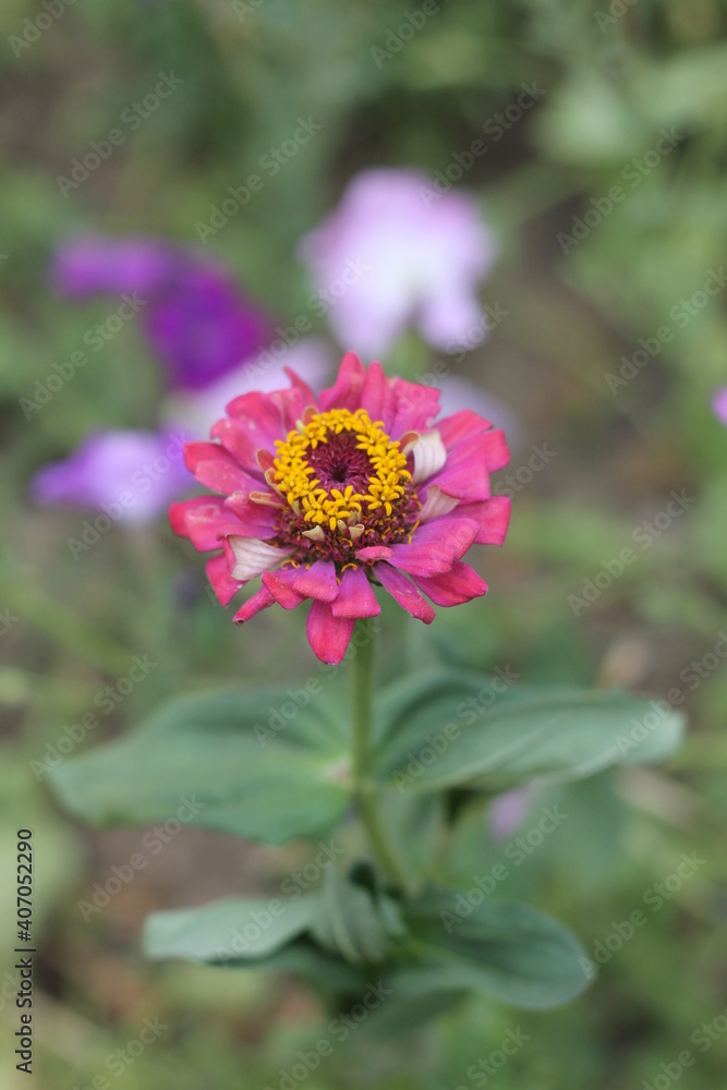 Obraz premium bee on a flower