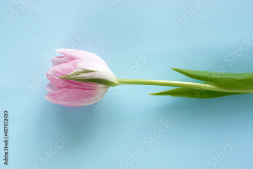 Flowers background. One Pink tulip flower on blue backdrop top view. Copy spa...