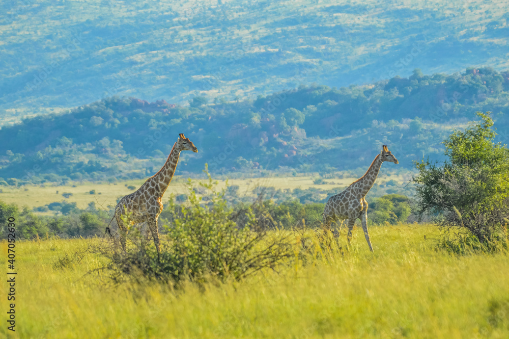Fototapeta premium Authentic true South African safari experience in bushveld in a game reserve