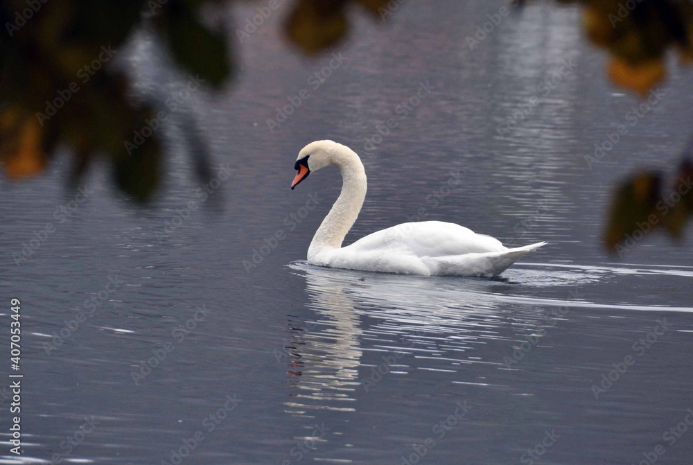 weißer Schwan auf einem See, Schwanenpaar weißer Schwan auf einem See, Schwanenpaar