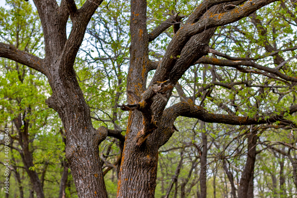 Branched tree in the forest Branched tree in the forest