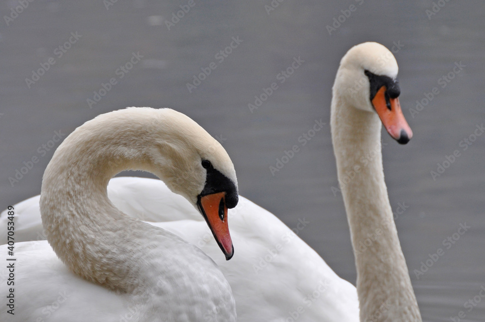 Fototapeta premium weißer Schwan auf einem See, Schwanenpaar