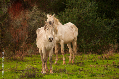 Dos caballos de color blanco en un verde campo con arbustos. © Dani