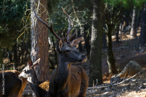 deer male in the forest (spring) (autumn) (fall) © Juan