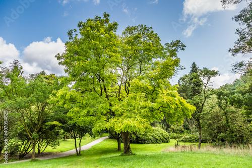 Schilderij op canvas Solitaire Gold robinia, Robinia pseudoacacia Frisia, in park landscape
