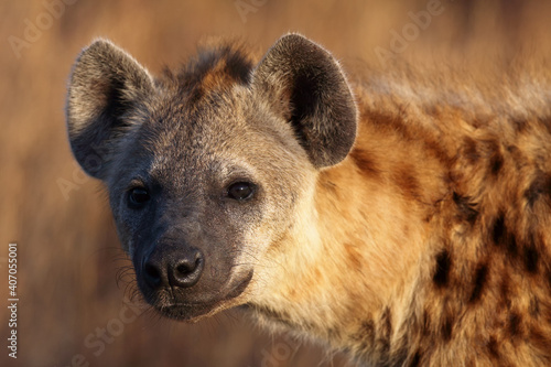 The spotted hyena (Crocuta crocuta), also the laughing hyena. Hyena portrait with yellow background.