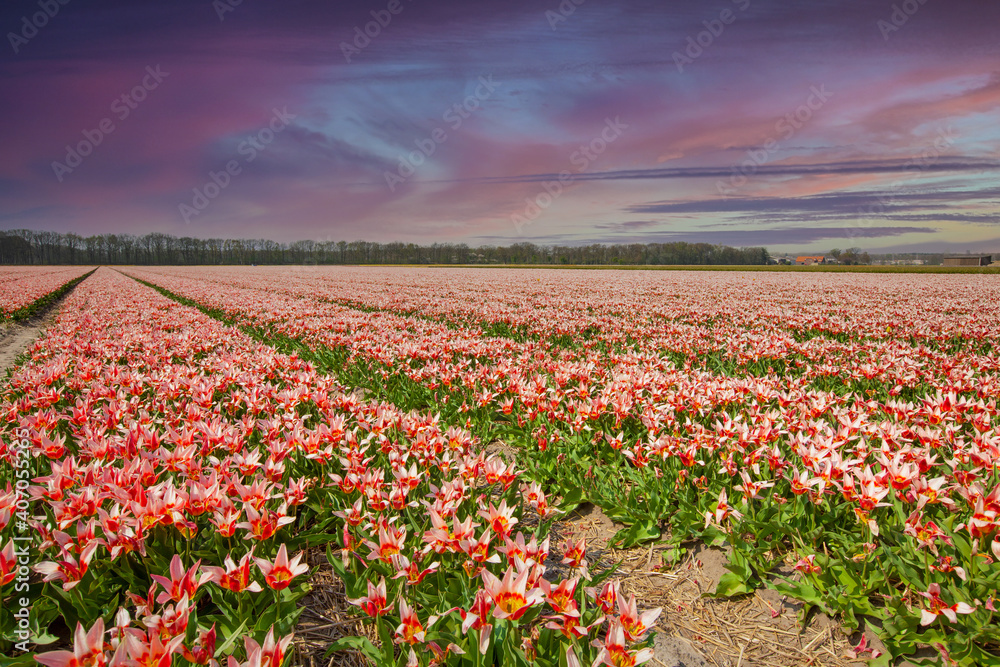 Dutch field with blooming tulips in the colors pink outside overflowing inside into red and yellow heart against background setting sun with violet purple colored sky