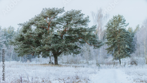 Wallpaper Mural Winter Trees Torontodigital.ca