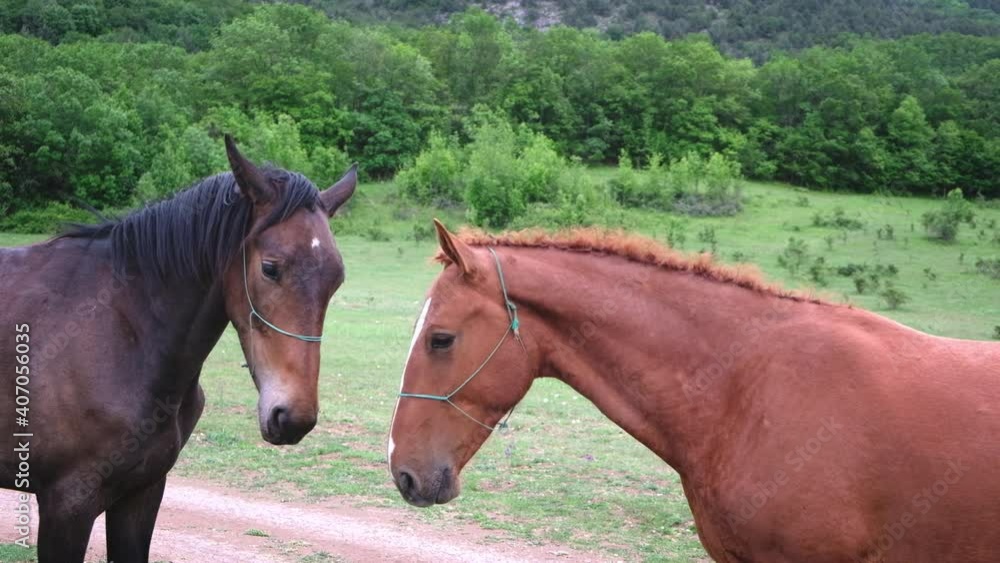Two playful horses bite each other while grazing in the wild Two playful horses bite each other while grazing in the wild