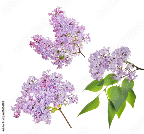 light lilac blossoming three branches on white
