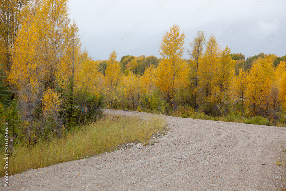 Obraz premium Fall Trees with a road running through them