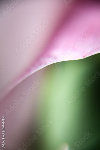 Lily flower petal abstract macro view