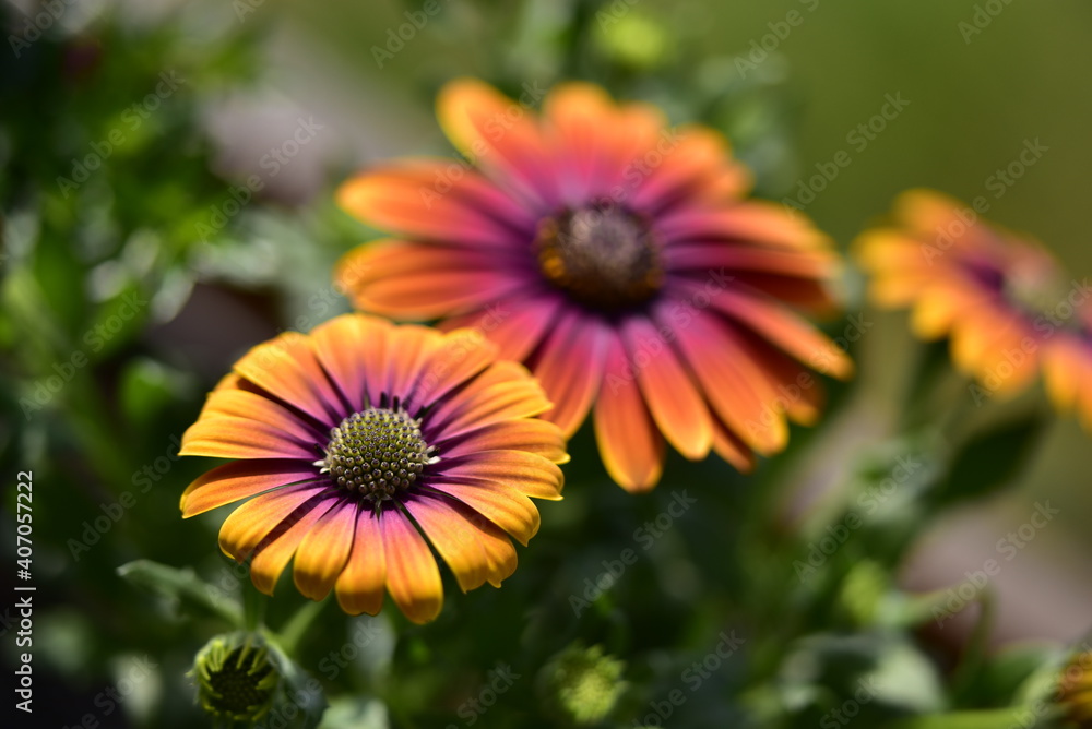 Blumenblüten in verschiedenen Farben, Cup-Körbchen, Pfingstrosen in pink, gelb, violett, oragne und weiß Blumenblüten in verschiedenen Farben, Cup-Körbchen, Pfingstrosen in pink, gelb, violett, oragne und weiß