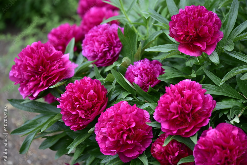 Blumenblüten in verschiedenen Farben, Cup-Körbchen, Pfingstrosen in pink, gelb, violett, oragne und weiß Blumenblüten in verschiedenen Farben, Cup-Körbchen, Pfingstrosen in pink, gelb, violett, oragne und weiß