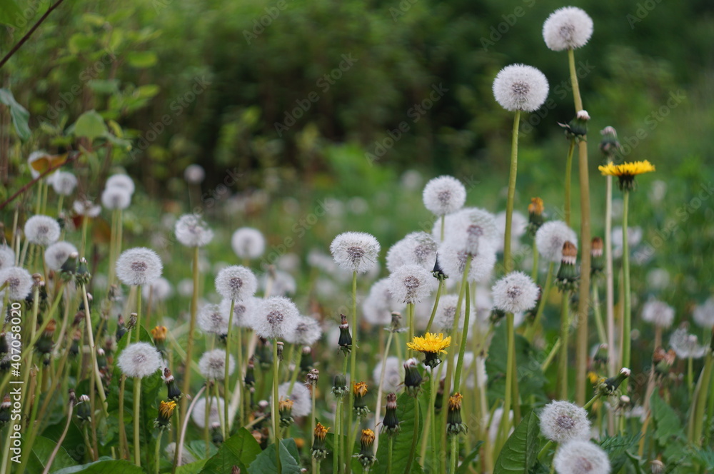 field of dandelions
