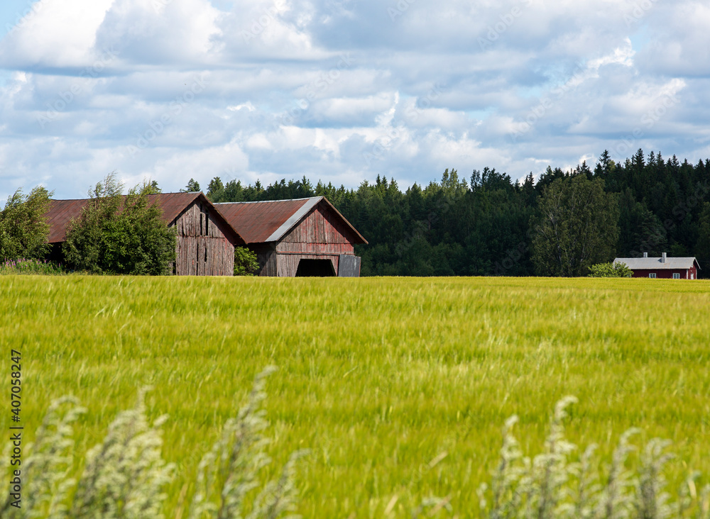Countryside image, summer landscape with red barn and grain field. Countryside image, summer landscape with red barn and grain field.