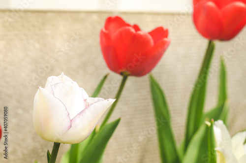 Field of red tulip flowers on a sunny day.