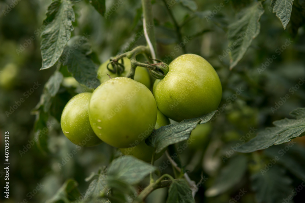 green tomatoes inside of a greenhouse green tomatoes inside of a greenhouse