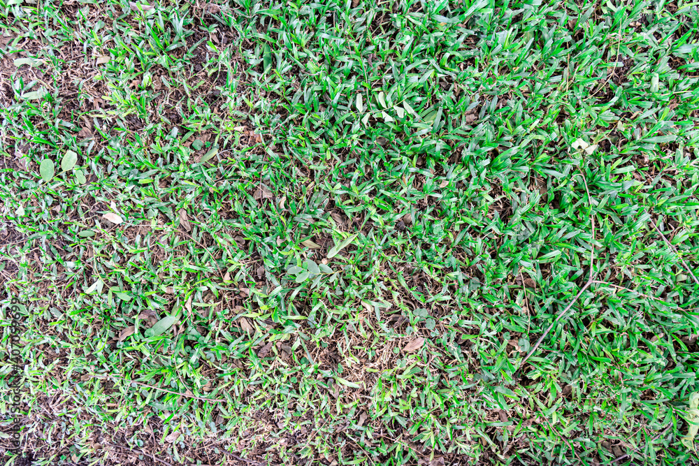A top view of grass texture A top view of grass texture